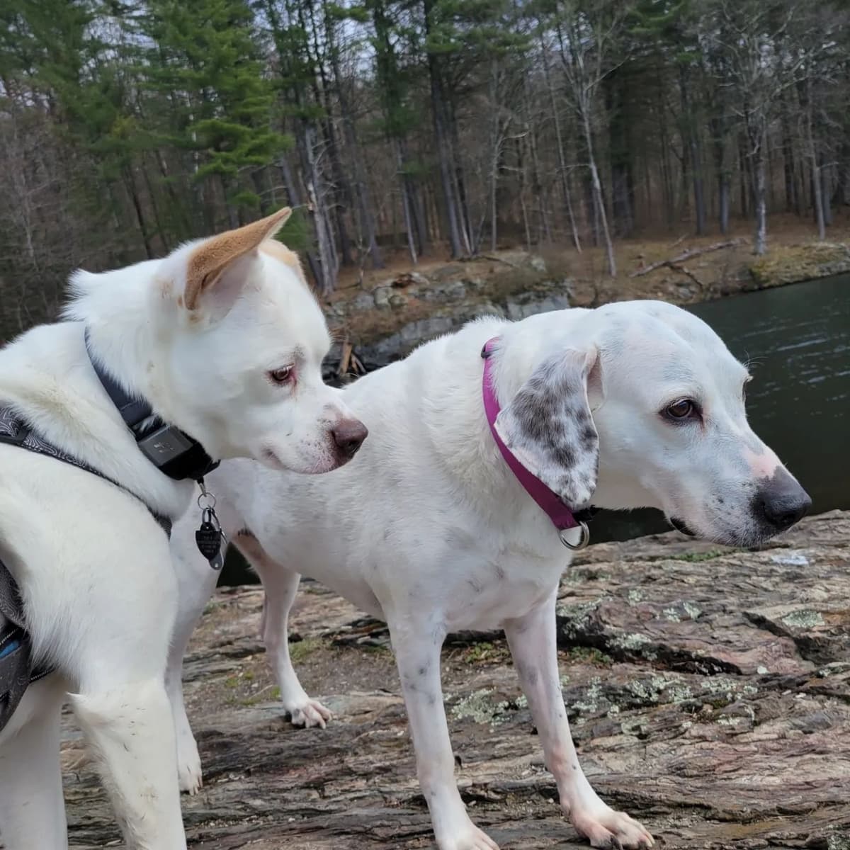 Cassie and Vidia enjoying the outdoors